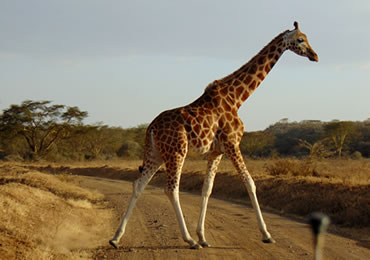 Rothschild Giraffe - Lake Nakuru National Park